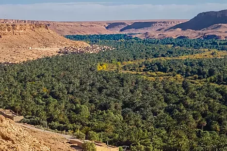 Ifrane cedar forests and Middle Atlas mountains on private Sahara desert tour